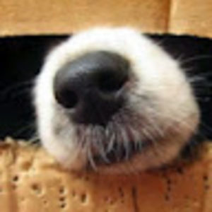 Meet your Posher, Sandy